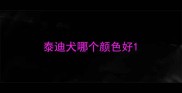 泰迪犬哪个颜色好