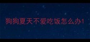 狗狗夏天不爱吃饭怎么办
