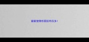甜甜宠物乐园拉布拉多