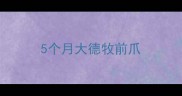 5个月大德牧前爪