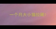 一个月大小猫拉稀