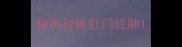 狗狗拉稀肛门红肿