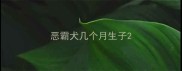 恶霸犬几个月生子