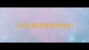 山西运城宠物狗宠物店