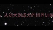 咖啡色拉布拉多公狗全攻略从幼犬到成犬的饲养训练指南附20张高清成长照