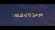 训练金毛最佳时间