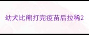 幼犬比熊打完疫苗后拉稀
