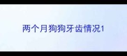 两个月狗狗牙齿情况