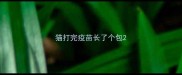 猫打完疫苗长了个包