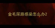 金毛尿路感染怎么办
