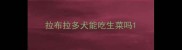 拉布拉多犬能吃生菜吗
