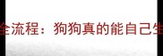母犬生产全流程狗狗真的能自己生宝宝吗
