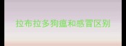 拉布拉多狗瘟和感冒区别