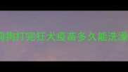 狗狗打完狂犬疫苗多久能洗澡