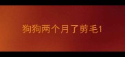 狗狗两个月了剪毛