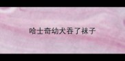 哈士奇幼犬吞了袜子