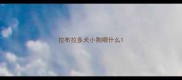 拉布拉多犬小狗喂什么