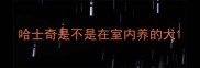 哈士奇是不是在室内养的犬