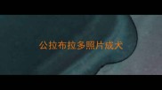 公拉布拉多照片成犬