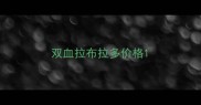 双血拉布拉多价格