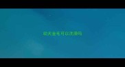 幼犬金毛可以洗澡吗