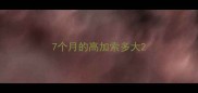7个月的高加索多大