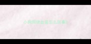 小狗狗便血是怎么回事