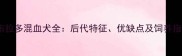 拉布拉多混血犬全后代特征优缺点及饲养指南