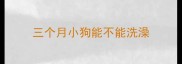 三个月小狗能不能洗澡