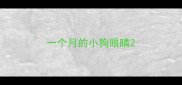 一个月的小狗眼睛