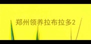 郑州领养拉布拉多