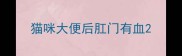 猫咪大便后肛门有血