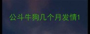 公斗牛狗几个月发情