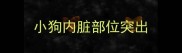 小狗内脏部位突出