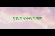 母狗生完小狗拉黑屎