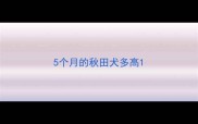 5个月的秋田犬多高