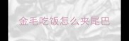 金毛吃饭怎么夹尾巴