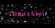 田园猫能当宠物吗
