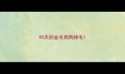 90天的金毛狗狗掉毛