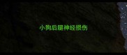 小狗后腿神经损伤
