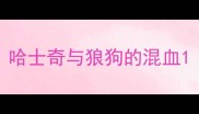 哈士奇与狼狗的混血