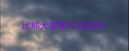 比熊犬需要打疫苗吗