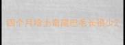 四个月哈士奇尾巴毛长很少