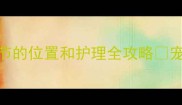 拉布拉多犬飞节的位置和护理全攻略宠物家长必看