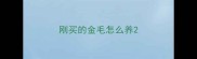 刚买的金毛怎么养