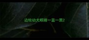 边牧幼犬眼睛一蓝一黑