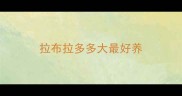 拉布拉多多大最好养