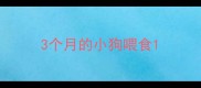 3个月的小狗喂食