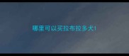 哪里可以买拉布拉多犬