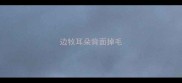 边牧耳朵背面掉毛